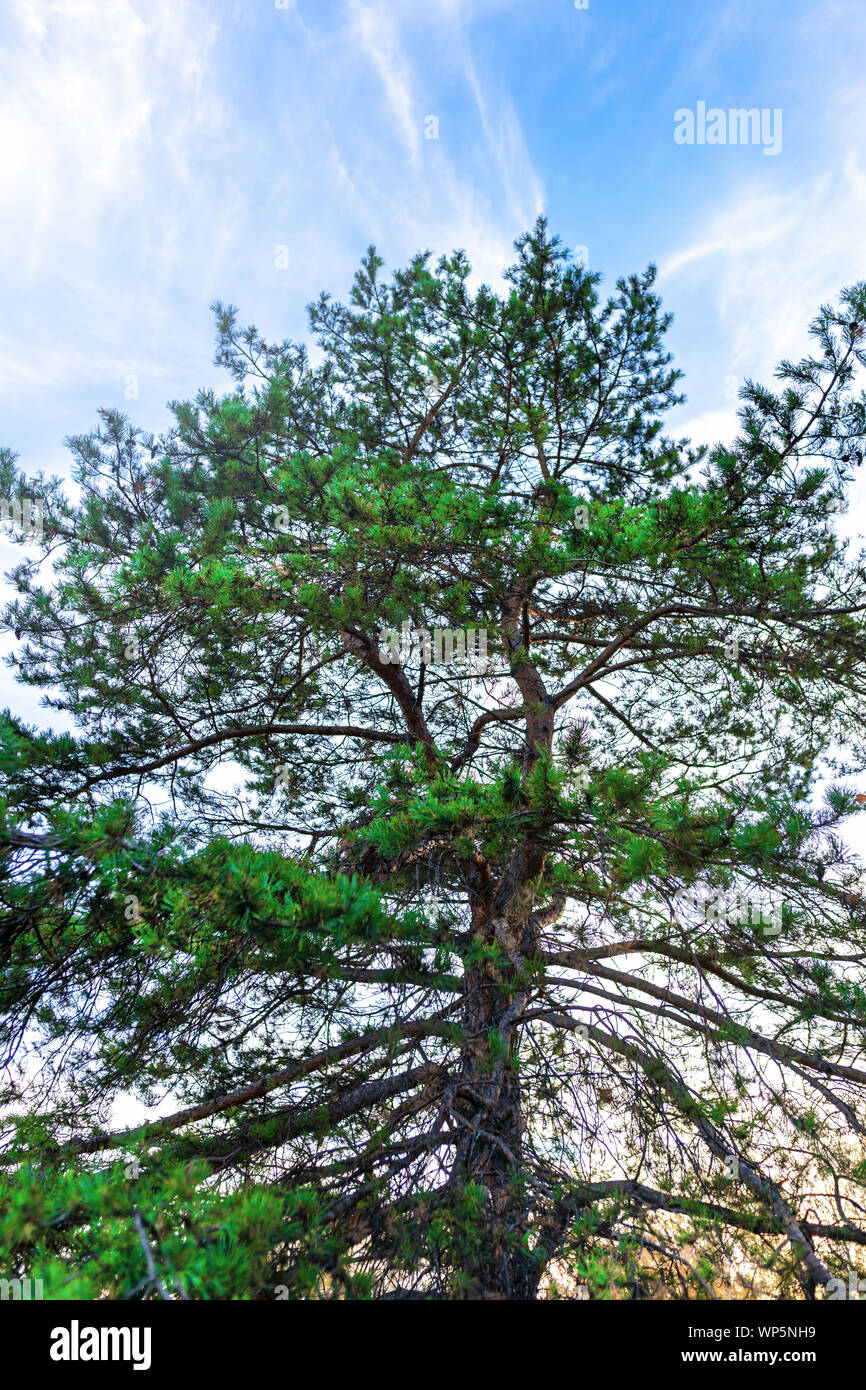 Crowns of Siberian pine Pinus sibirica in blue sky. Stock Photo