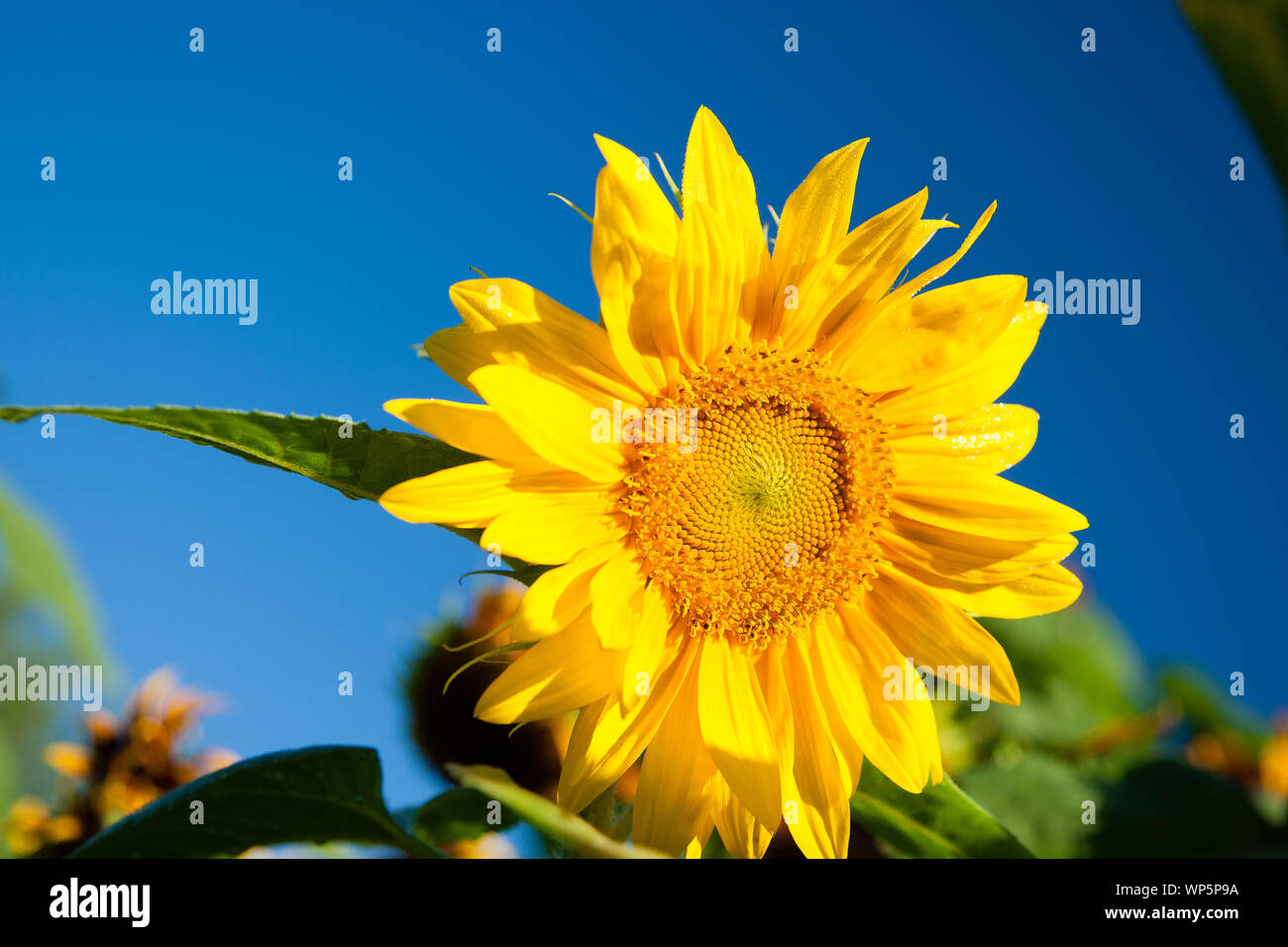Close-up of a sunflower against a blue sky. Stock Photo