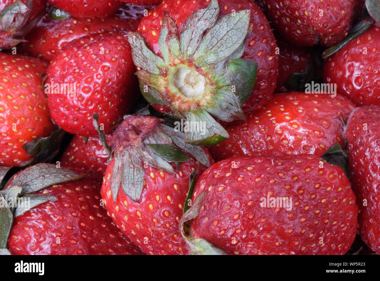 many raw red Strawberry Stock Photo - Alamy