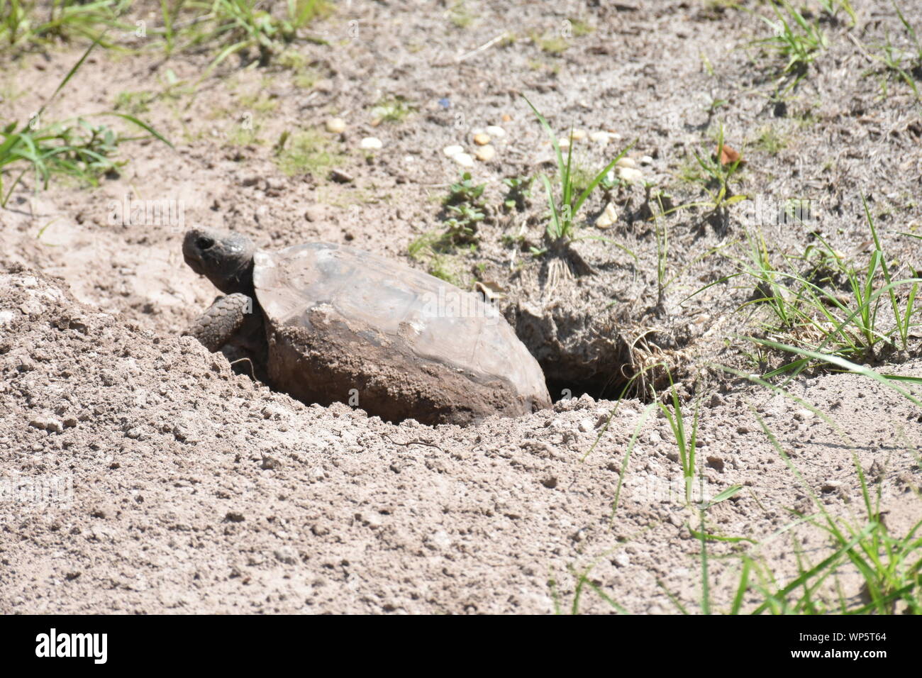 Gopher Tortoise Burrows Stock Photos Gopher Tortoise Burrows