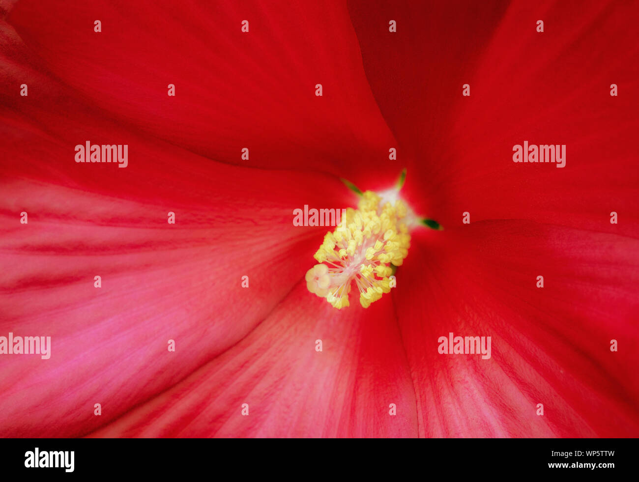 close up macro of a red cinnamon grappa giant hibiscus blossom and