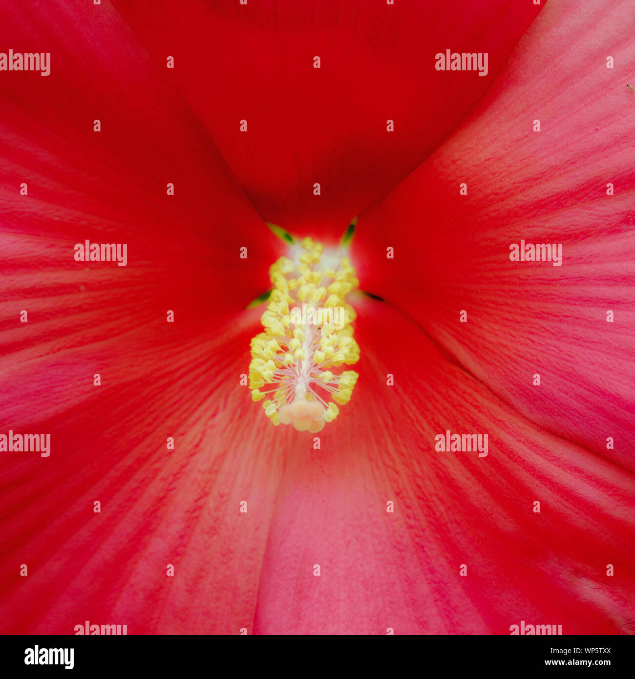 Cinnamon grappa hi-res stock photography and images - Alamy