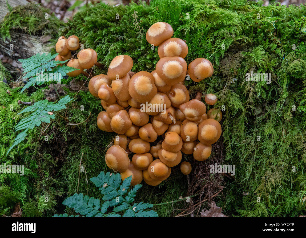 Hypholoma lateritium (Brick cap fungus) growing on a fallen tree. Stock Photo