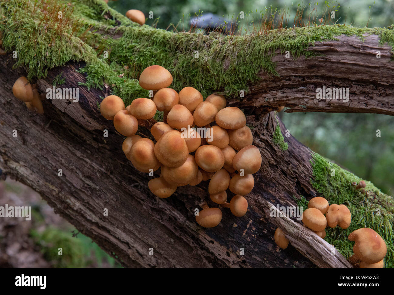 Hypholoma lateritium (Brick cap fungus) growing on a fallen tree. Stock Photo