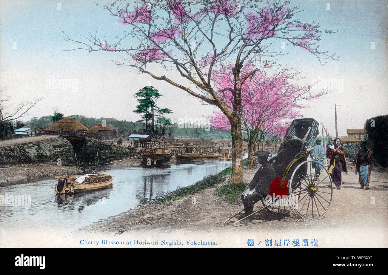 [ 1900s Japan - Japanese Street Life in Yokohama ] —   Cherry blossom trees at the Horiwarikawa canal (堀割川) at Negishi (根岸) in Yokohama, Kanagawa Prefecture. A rickshaw puller watches a boat pass by.  20th century vintage postcard. Stock Photo