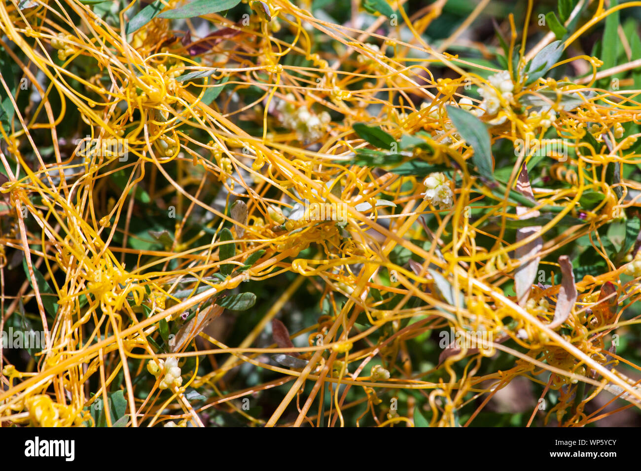 Dodder Genus Cuscuta is The parasite wraps the stems of plant cultures with yellow threads and sucks out the vital juice and nutrients Stock Photo