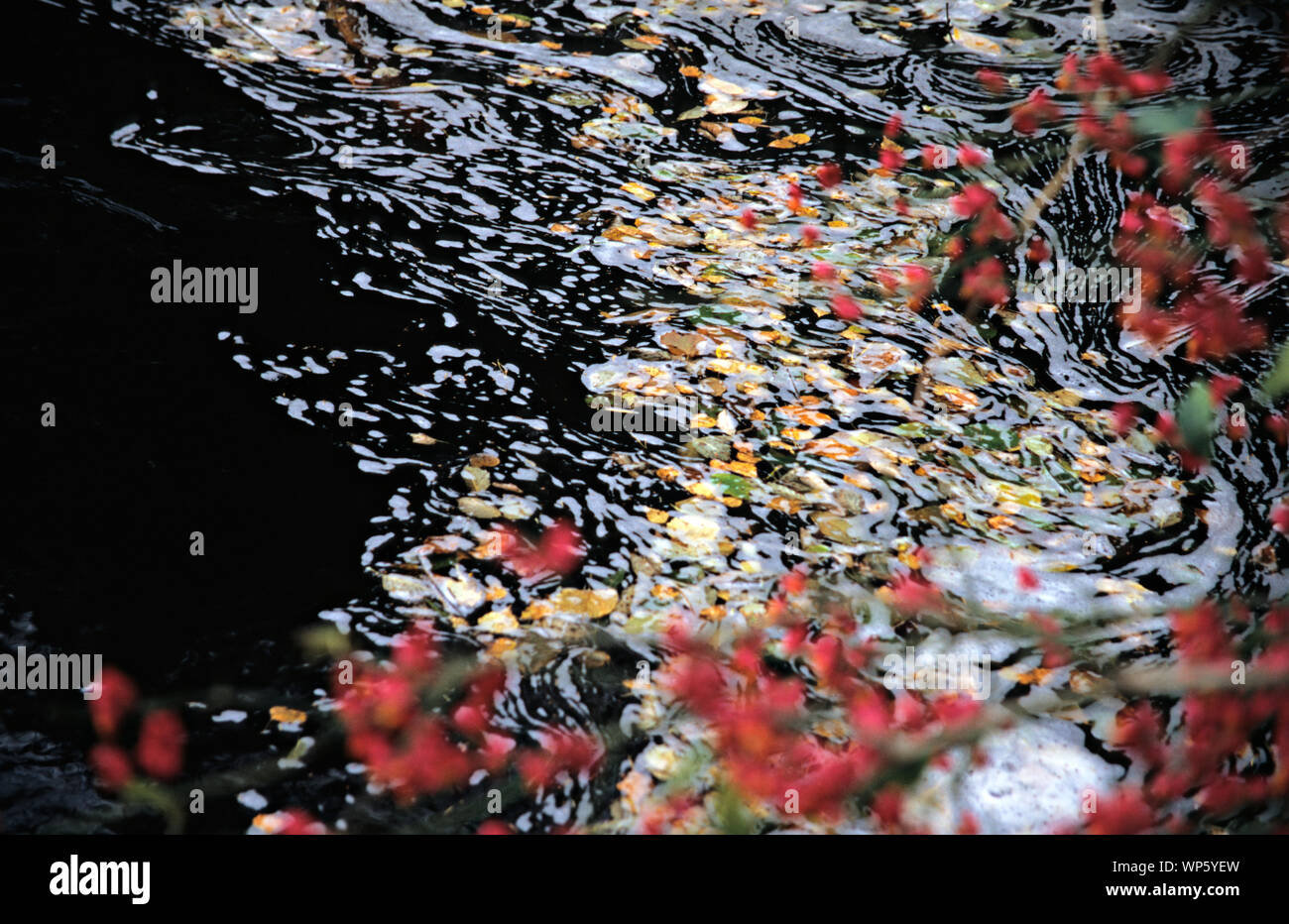 Brasla Brasla see hi-res stock photography and images - Alamy