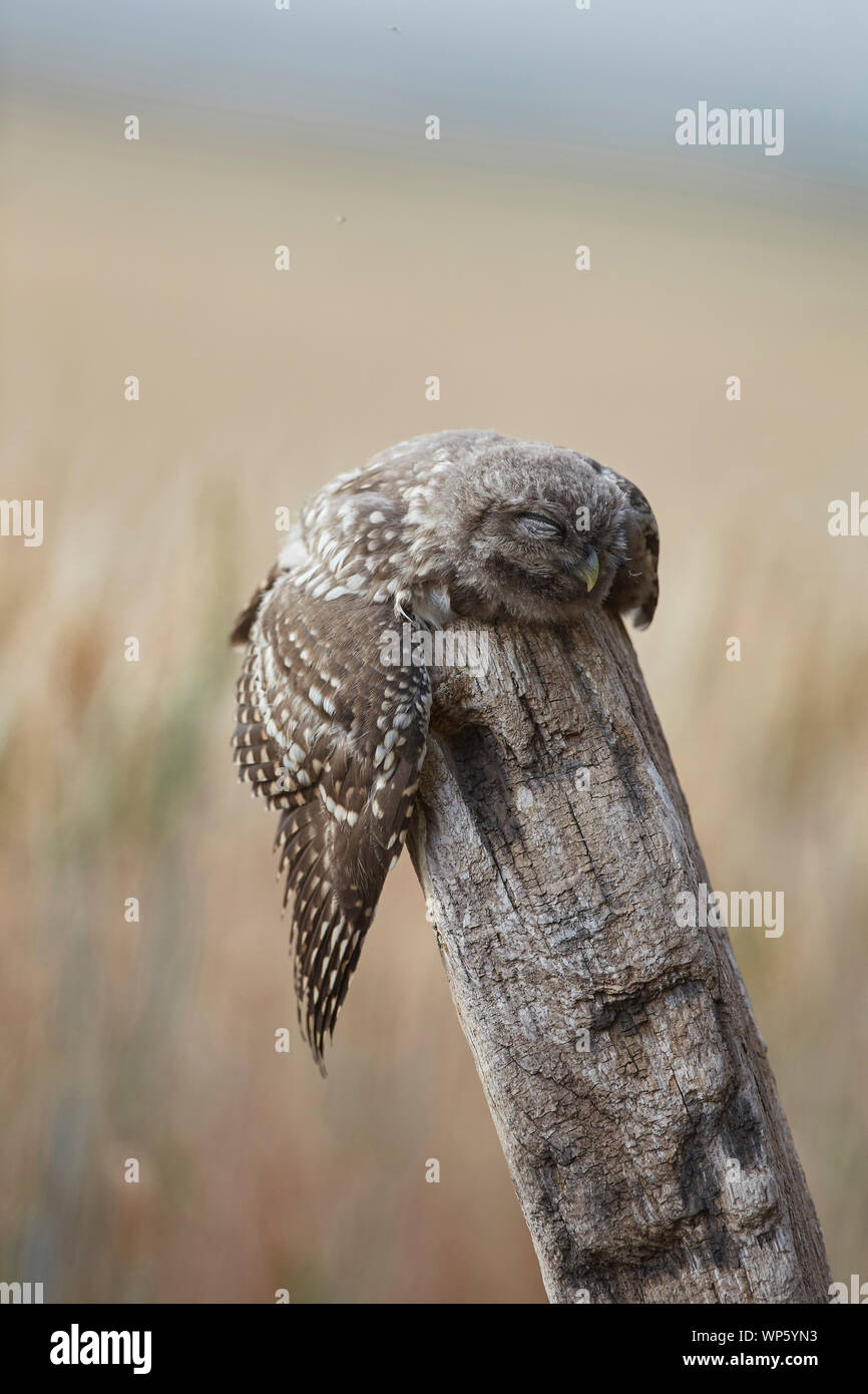 owlet sleeping