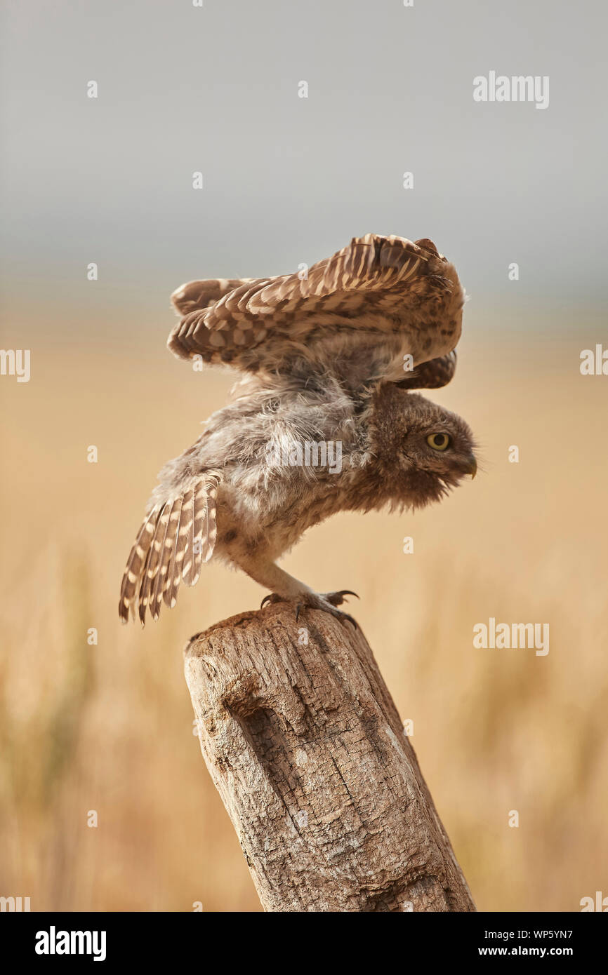 Little owl uk stretching hires stock photography and images Alamy