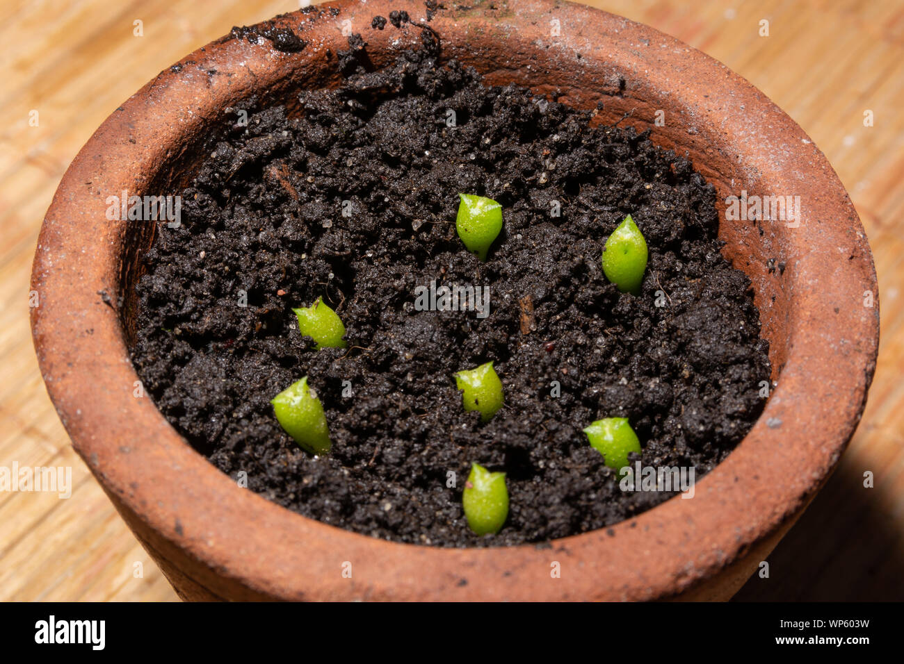 Babies cactus Echinocactus Grusonii in a terracotta flower pot with wet soil. Three week old cacti. Cacti is in the process of germinating from seed Stock Photo