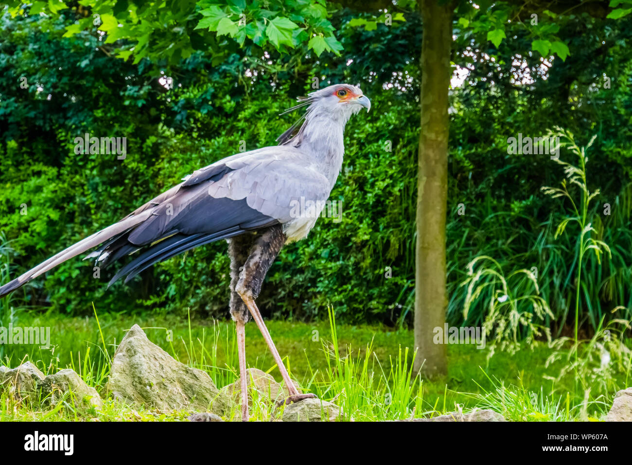 Secretary Raptor Raptors from africa hi-res stock photography and images - Alamy