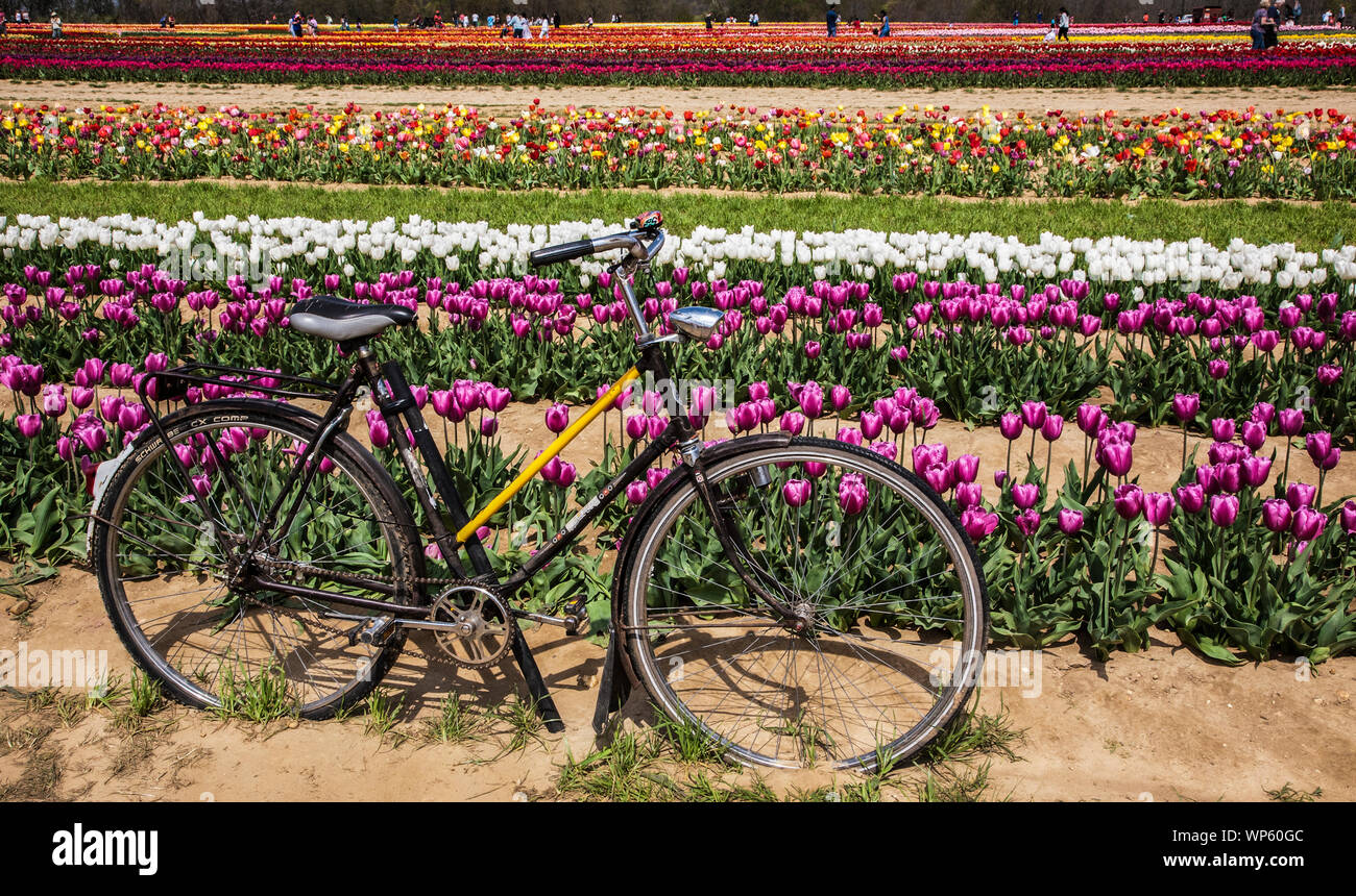 Spring garden Tulips, Tulip field with a bicycle or a farm in New Jersey, USA, US flower farm border garden botanicals flowers Colourful spring garden Stock Photo