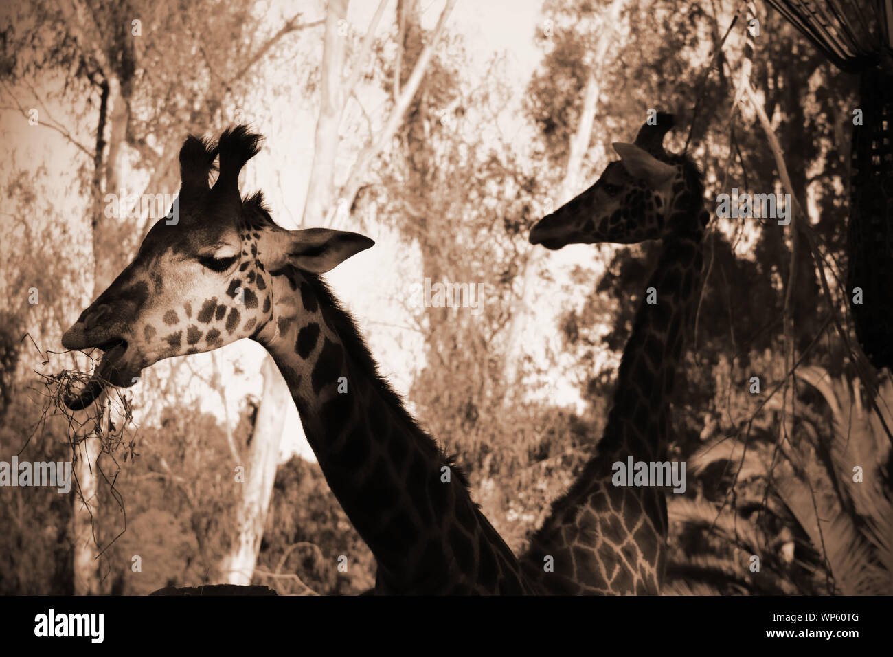 Two headed giraffe eating lunch Stock Photo - Alamy