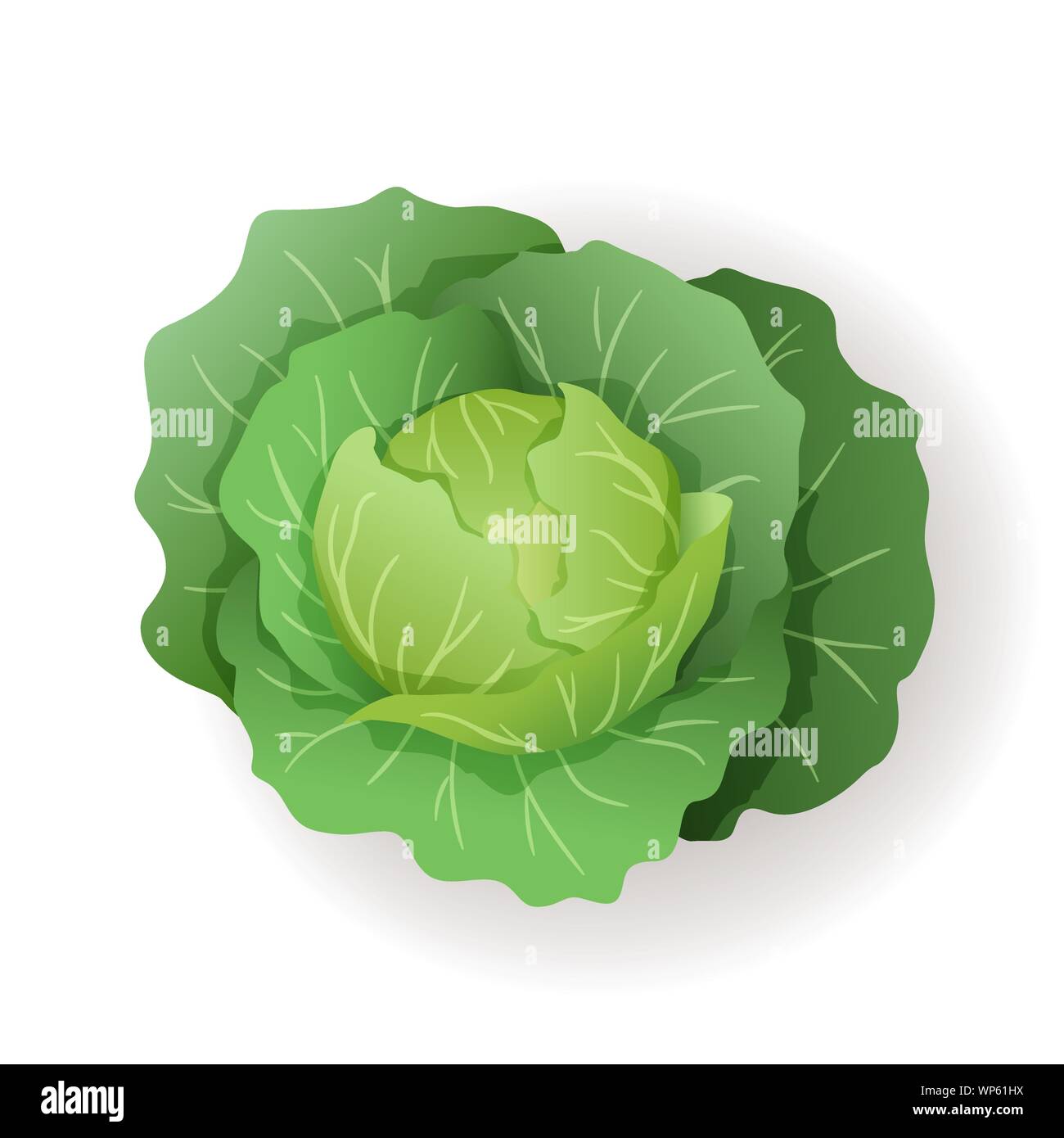 Green cabbage with big leaves icon isolated, fresh farm organic healthy food, vegetable, vector illustration. Stock Vector