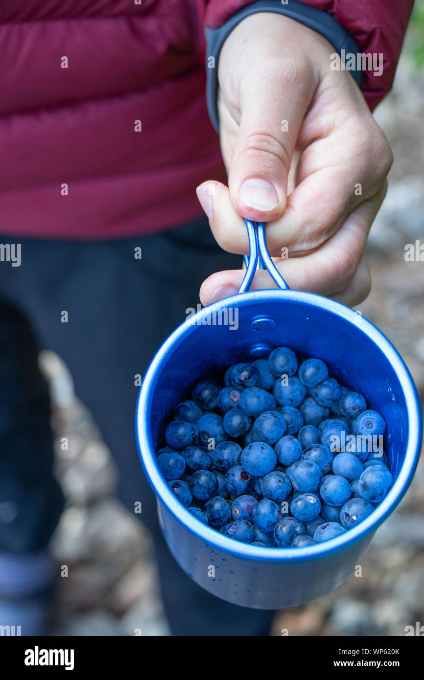 Girl's hand holds cup of wild blueberries Stock Photo