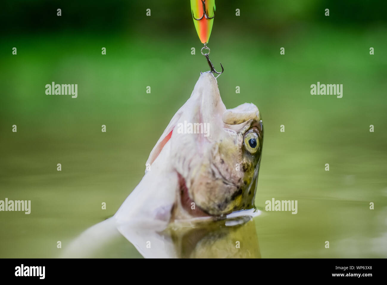 Fish in trap close up. fishing equipment. Fish open mouth hang on hook. Bait  spoon line fishing accessories. Victim of poaching. Save nature. On hook.  Silence concept. Fish trout caught in freshwater