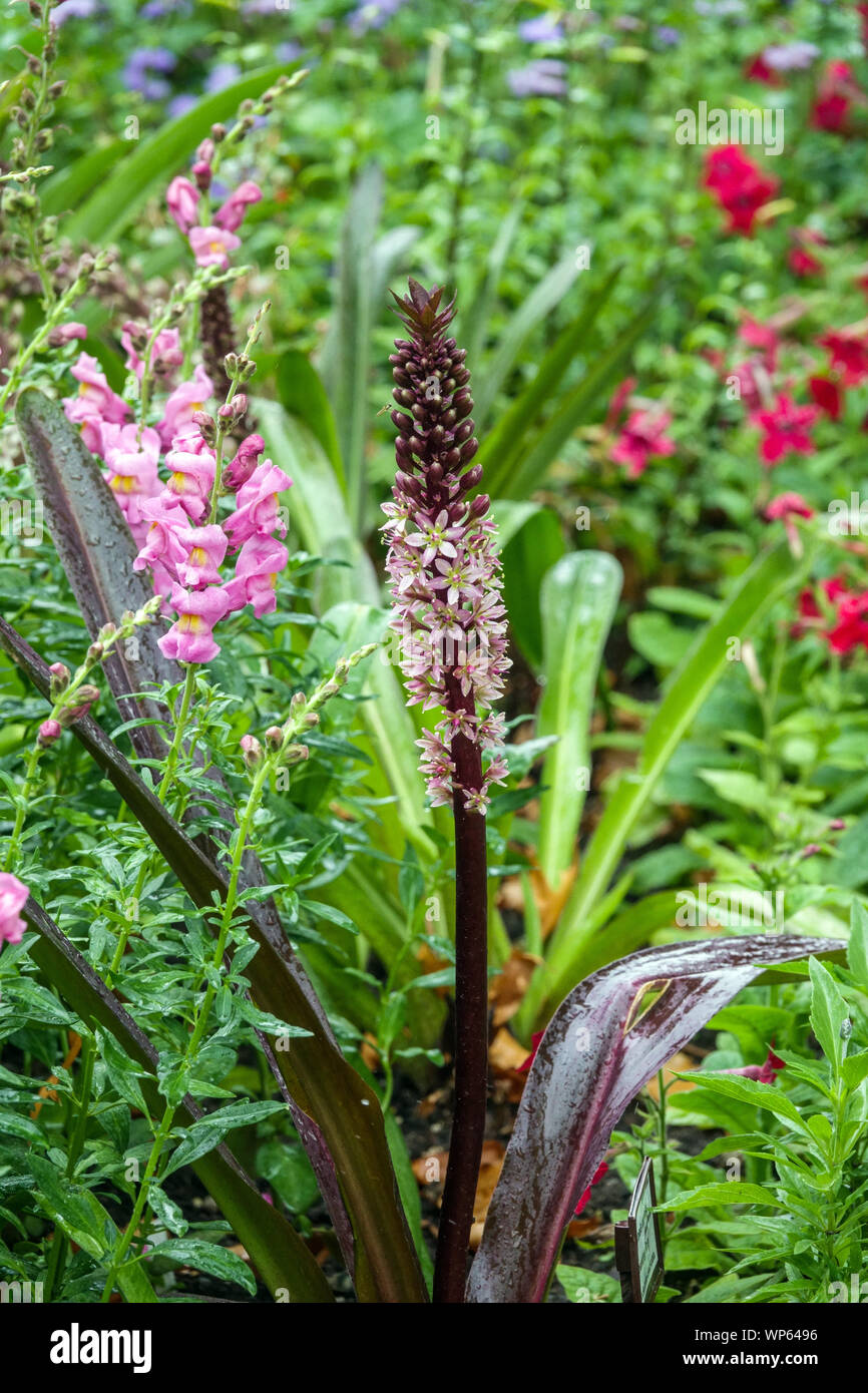 Pineapple Lily Eucomis comosa 'Sparkling Rosy', Snapdragons flower bed garden in july Stock Photo