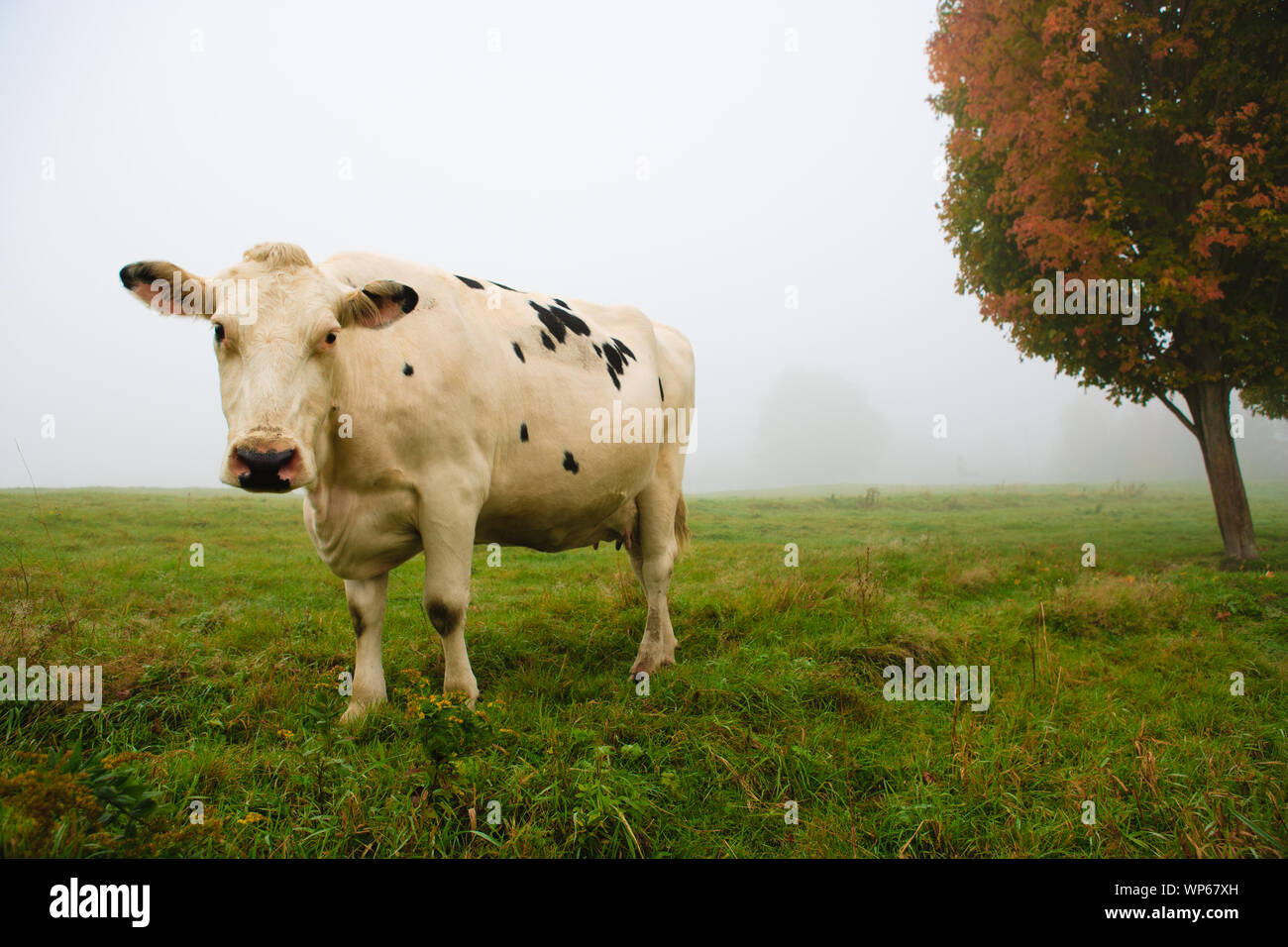 Closeup of a cow looking at the camera, Stowe, Vermont, USA Stock Photo