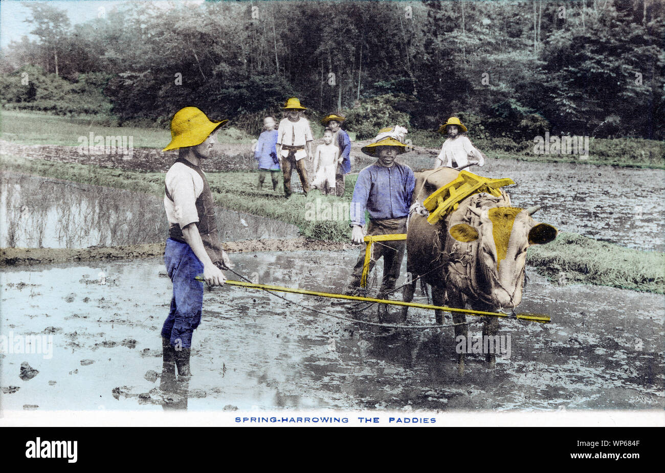 [ 1920s Japan - Japanese Farmers Plowing a Rice Field ] —   Farmers working in a rice field. Interestingly, they are all wearing Western-style clothes.  This postcard is from a series about Japanese farming, called Farmer Life in Japan.  20th century vintage postcard. Stock Photo