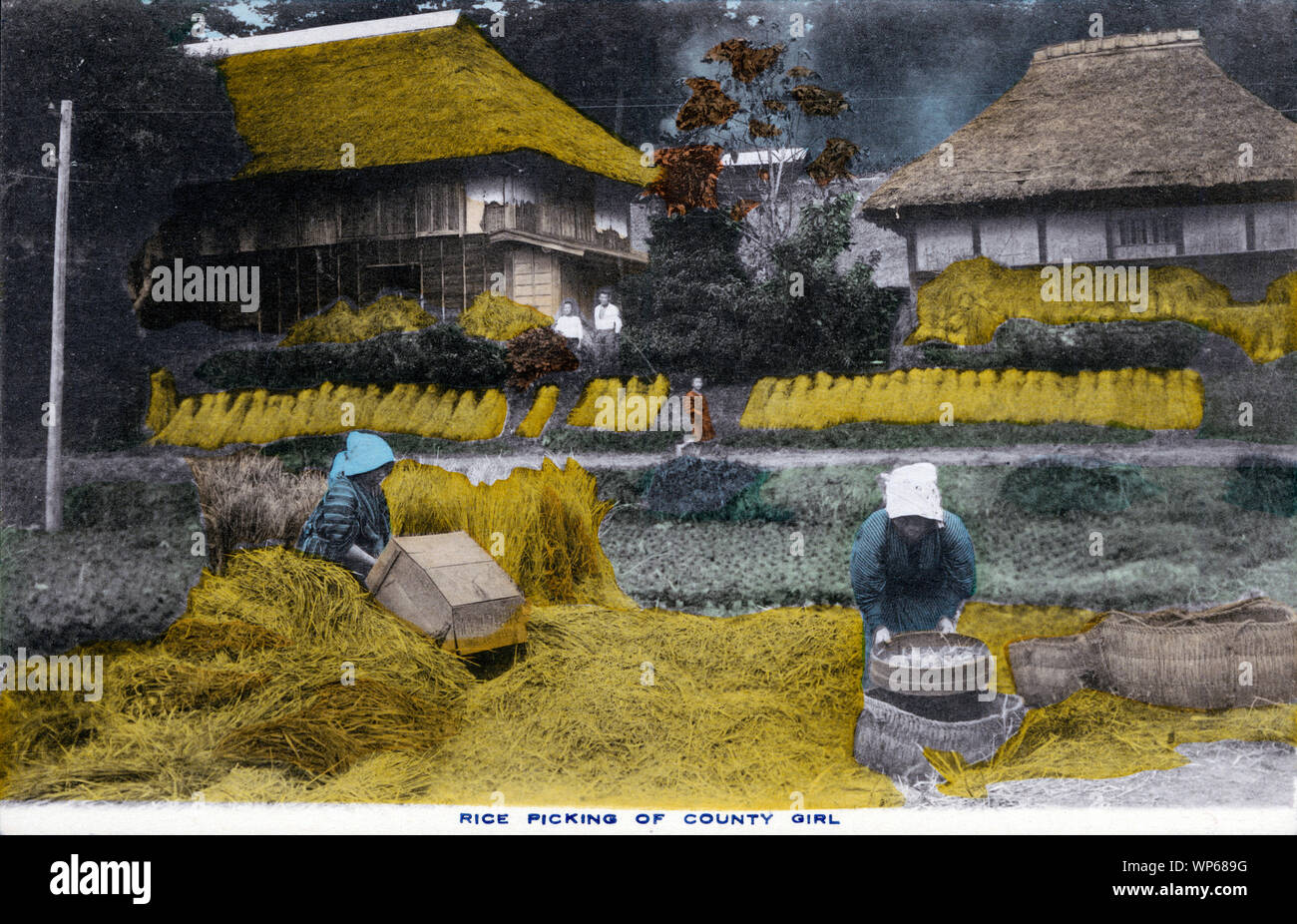 [ 1920s Japan - Japanese Rice Harvest ] —   Two women in yukata are working on the rice harvest.  This postcard is from a series about Japanese farming, called Farmer Life in Japan.  20th century vintage postcard. Stock Photo