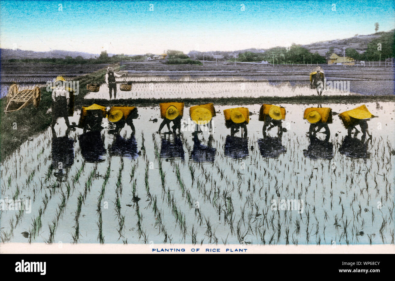 [ 1920s Japan - Japanese Farmers Planting Rice ] —   A row of farmers wearing sugegasa (conical hats) and mino (straw raincoats) are planting rice.  This postcard is from a series about Japanese farming, called Farmer Life in Japan.  20th century vintage postcard. Stock Photo