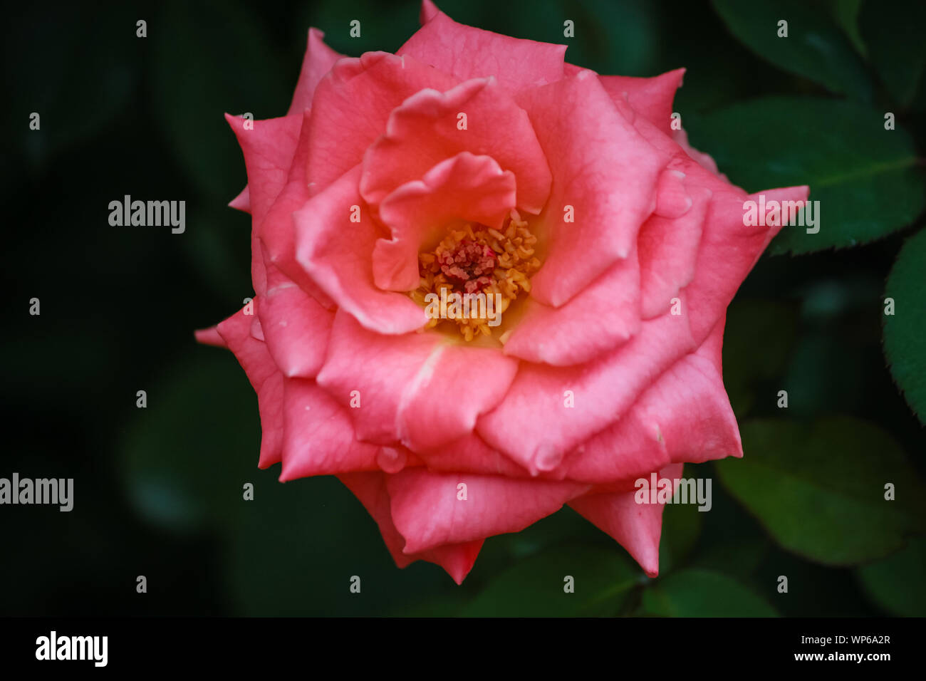 Rosa ‘Little Darling’ Floribunda rose Stock Photo