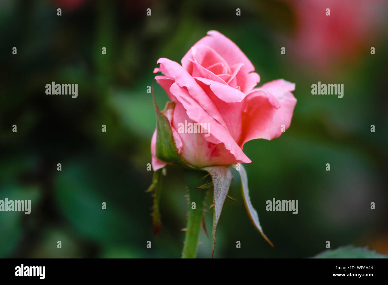 Rosa ‘Little Darling’ Floribunda rose bud Stock Photo