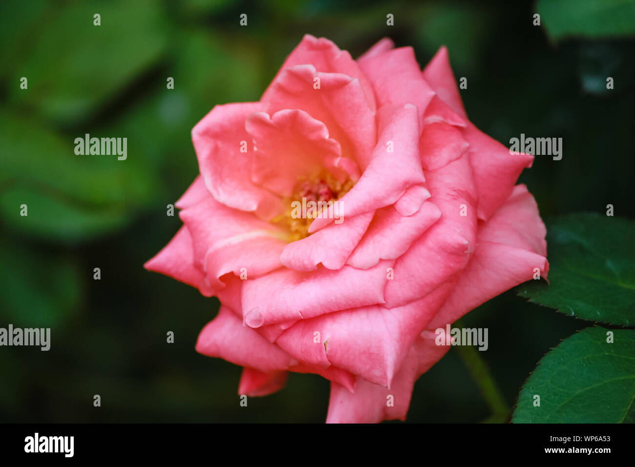 Rosa ‘Little Darling’ Floribunda rose Stock Photo