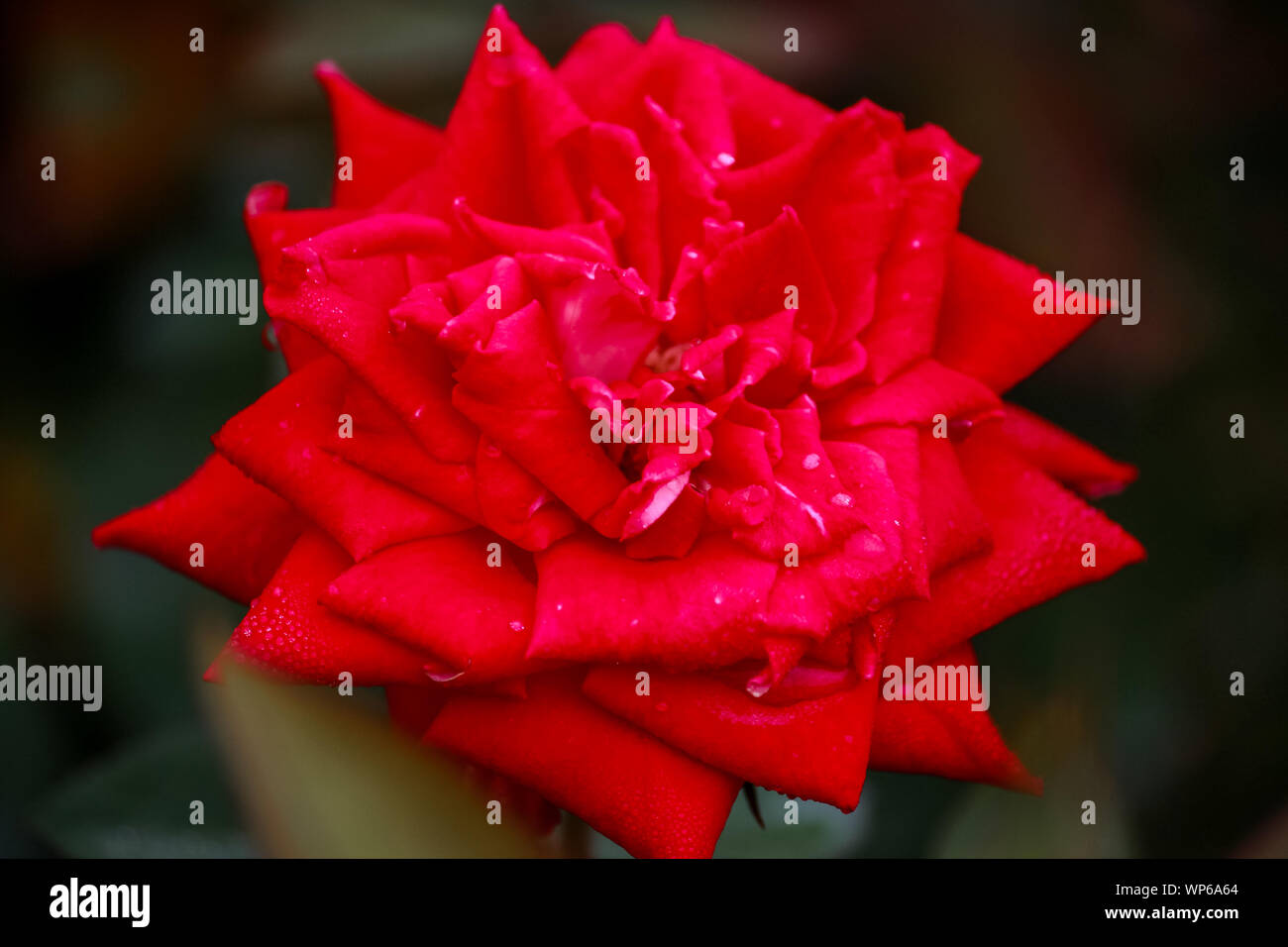 Love rose hi-res stock photography and images - Alamy