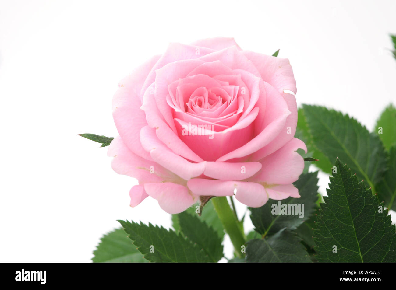 pink rose flower with leaves closeup isolated on white background Stock ...