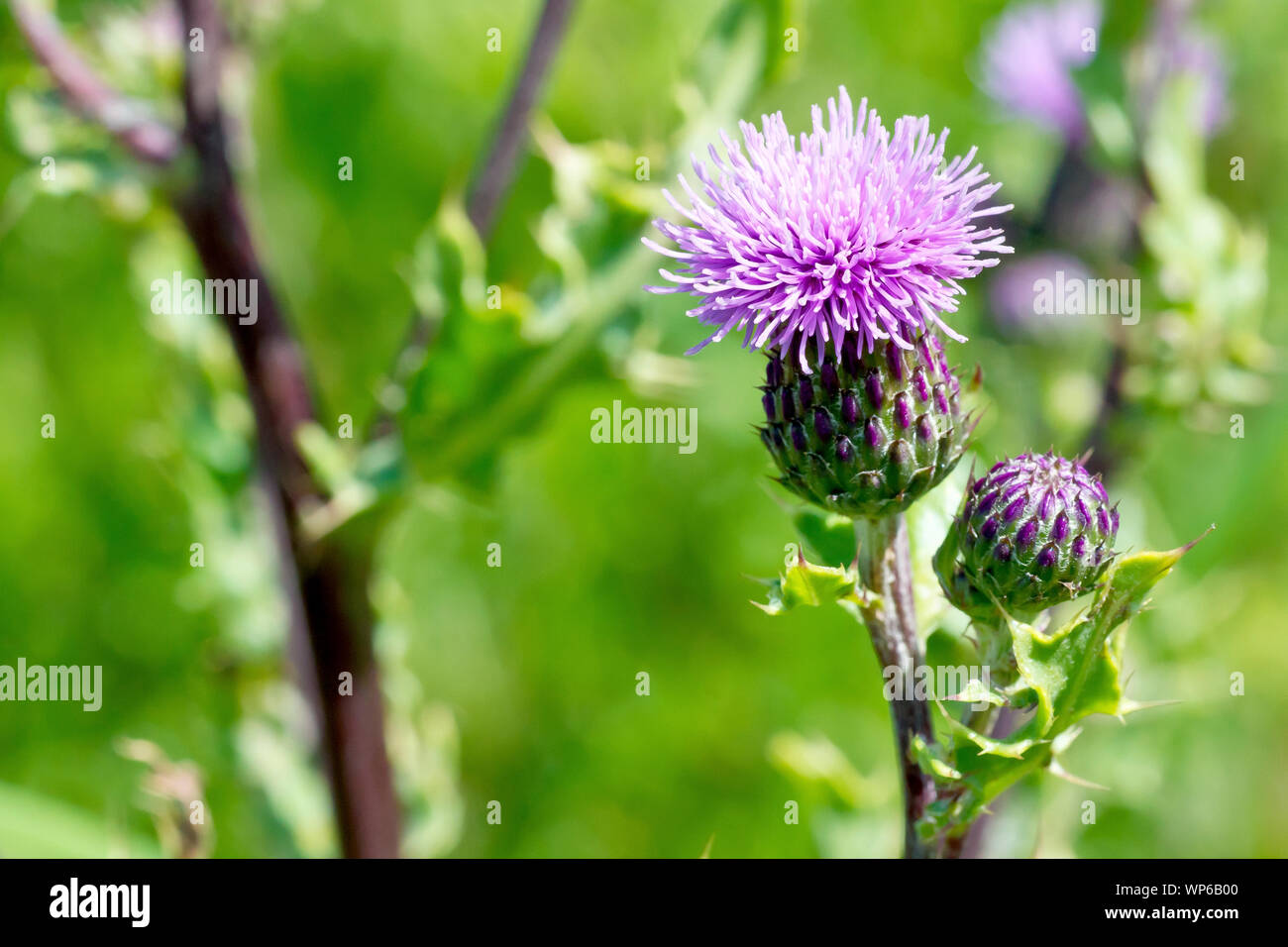 Creeping Thistle (cirsium arvense), close up of a single flower and bud out of many plants. Stock Photo