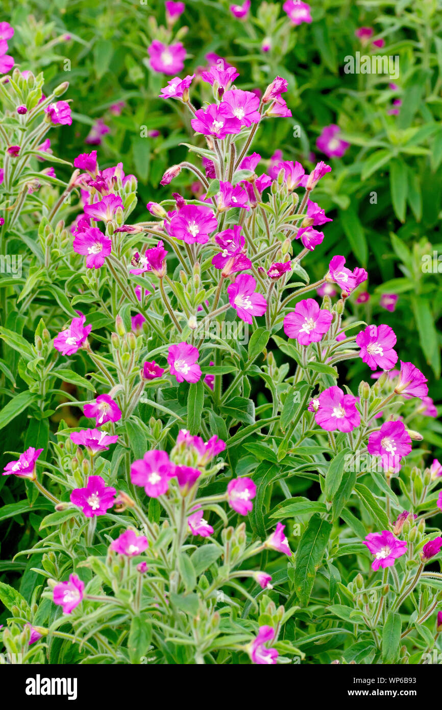 Great Willowherb (epilobium hirsutum), also known as Codlins and Cream, close up of a plant in full flower. Stock Photo