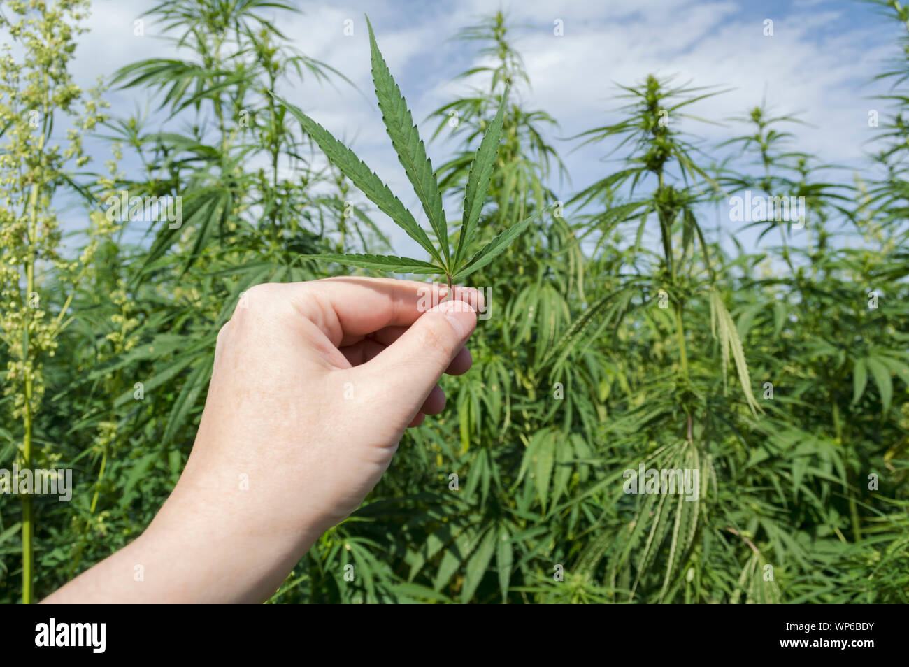 Hand with a cannabis hemp leaf against cannabis green field and blue sky. Green canabis on marihuana field farm, legalize concept Stock Photo