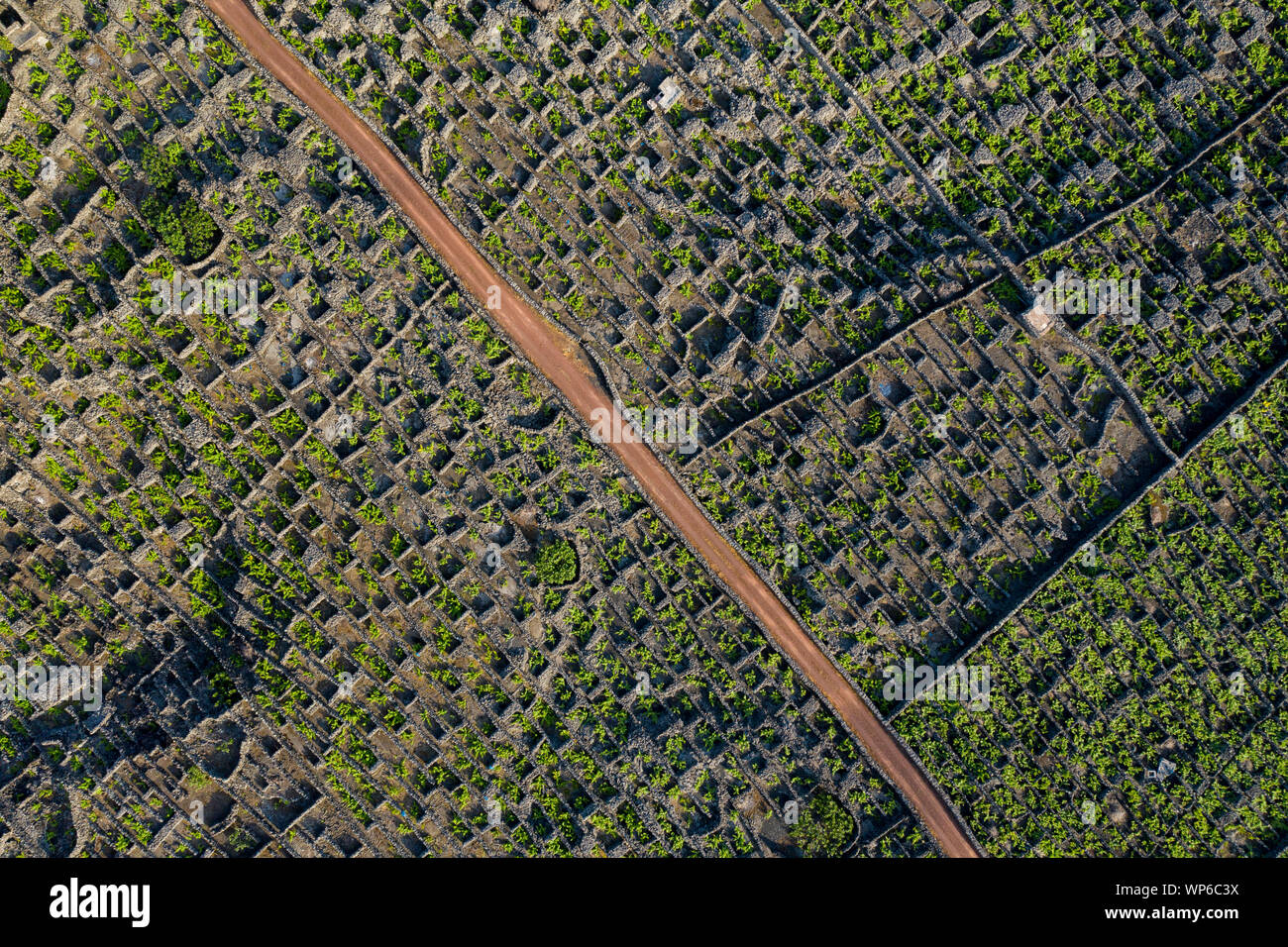 Aerial image showing typical vineyard culture (viticulture) landscape