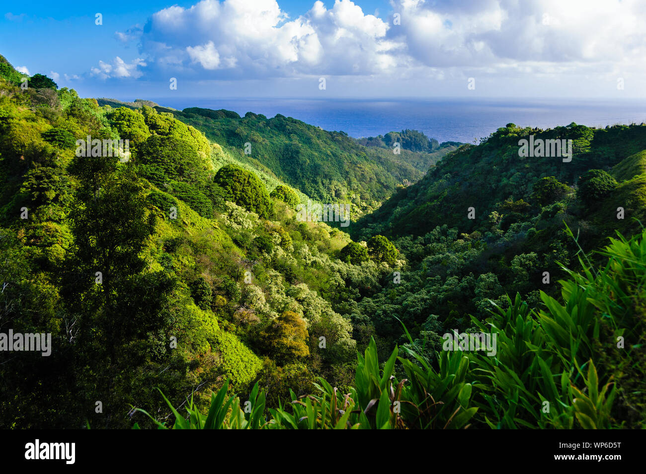 Lush tropical rainforest valley on The Road to Hana, Maui, Hawaii, USA