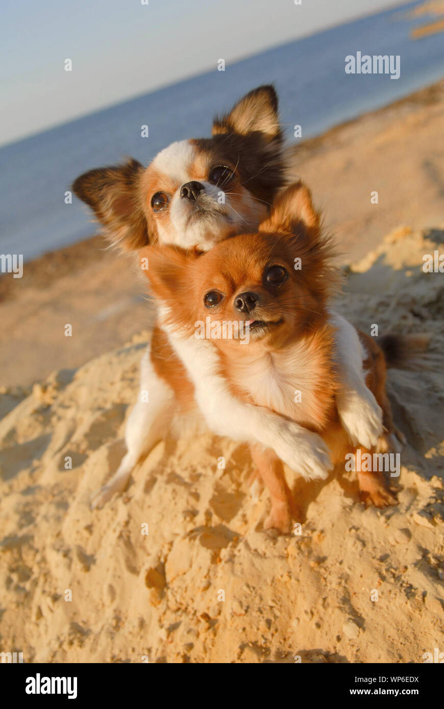 cute dogs cuddling