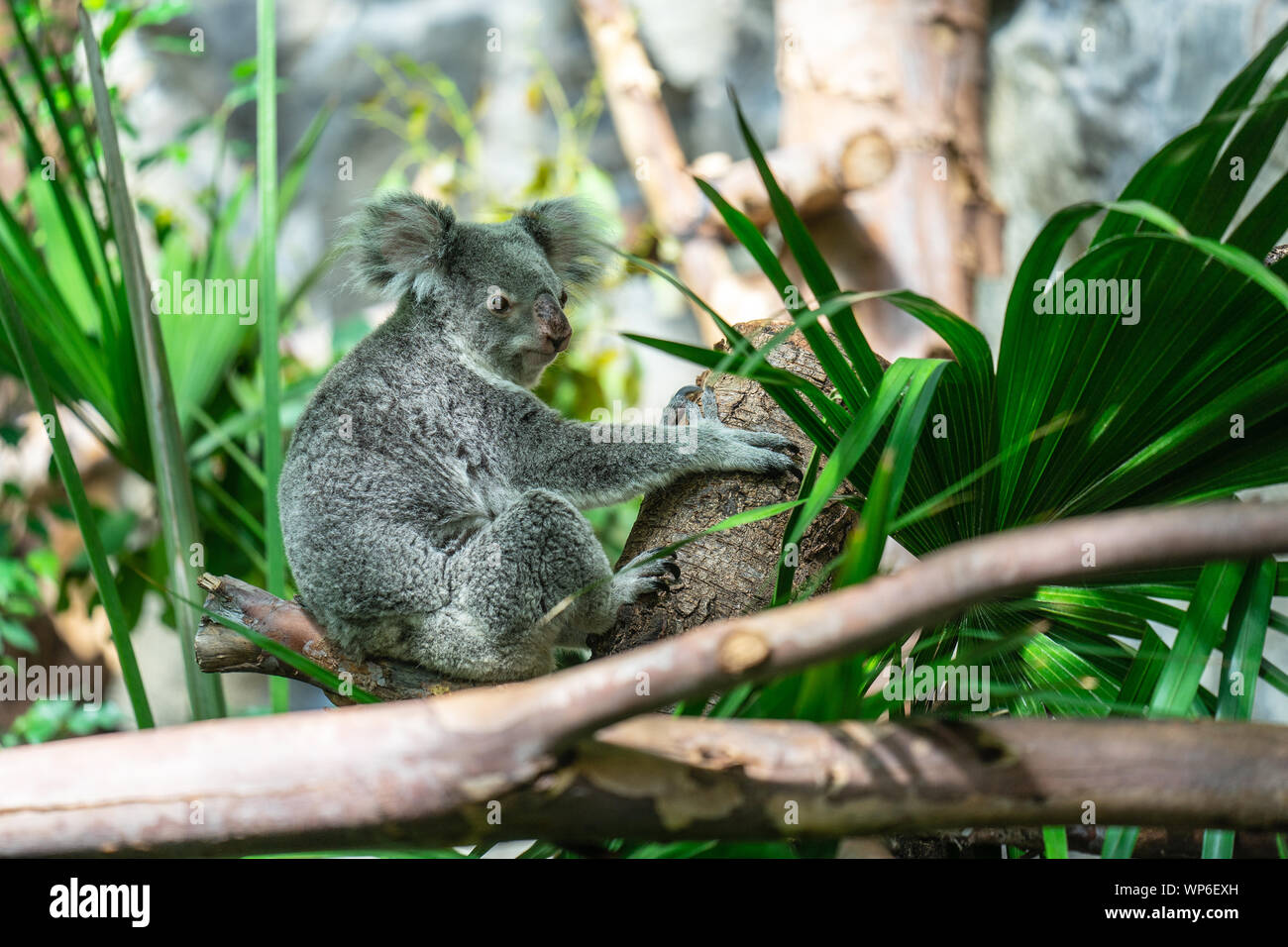 The koala, Phascolarctos cinereus, or, inaccurately, koala bear is an