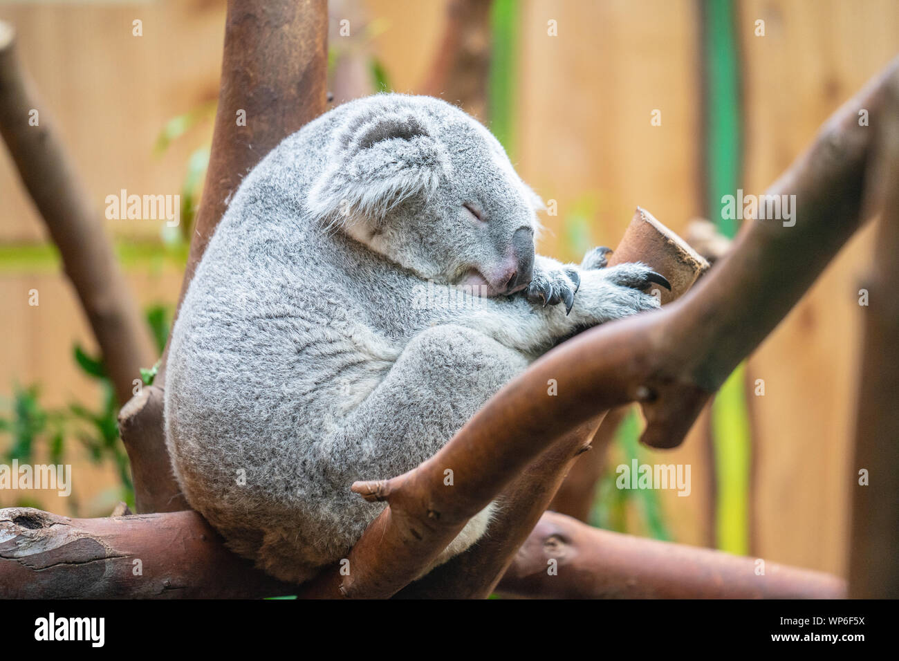 The koala, Phascolarctos cinereus, or, inaccurately, koala bear is an