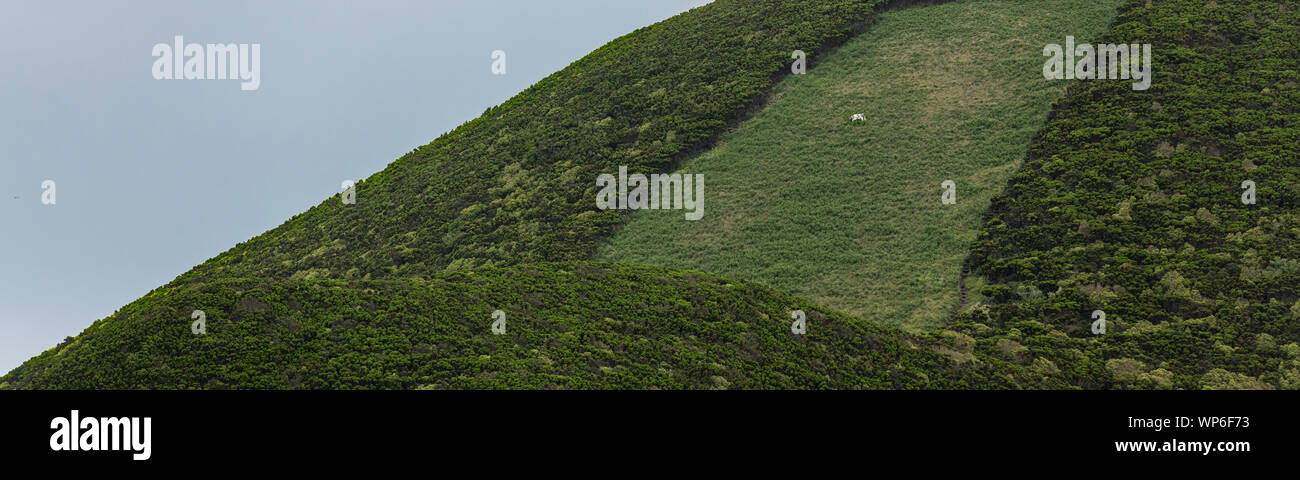abstract funny looking green field paddick with one cow at the side of the Cabeço Gordo caldera on Faial Island, also known in English as Fayal, is a Stock Photo
