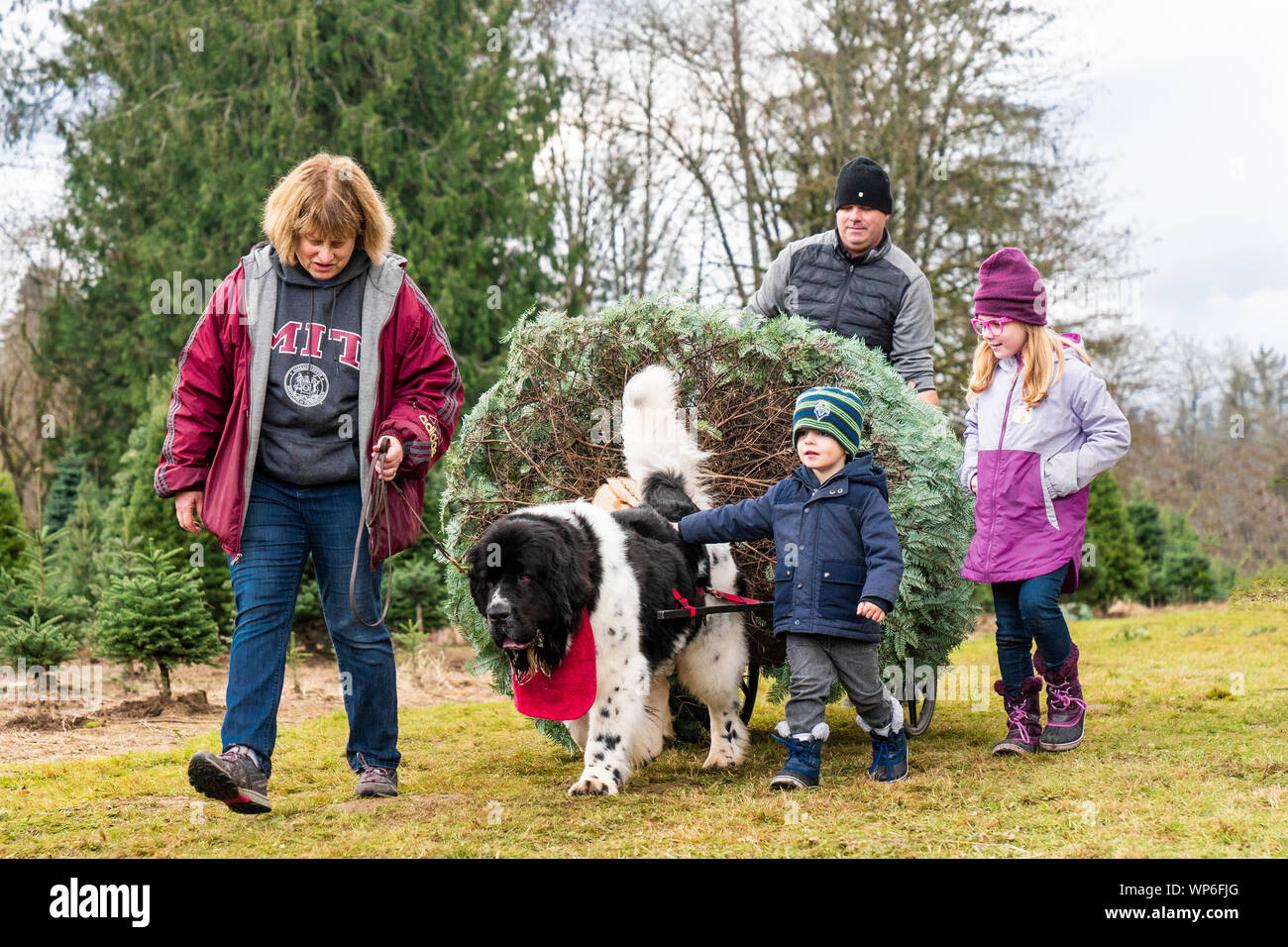 Newfoundland dog pulling Christmas Tree from field for family. Stock Photo