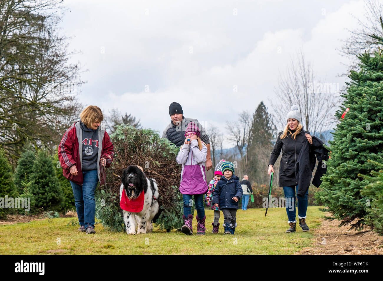 Newfoundland dog pulling Christmas tree from field for family. Stock Photo