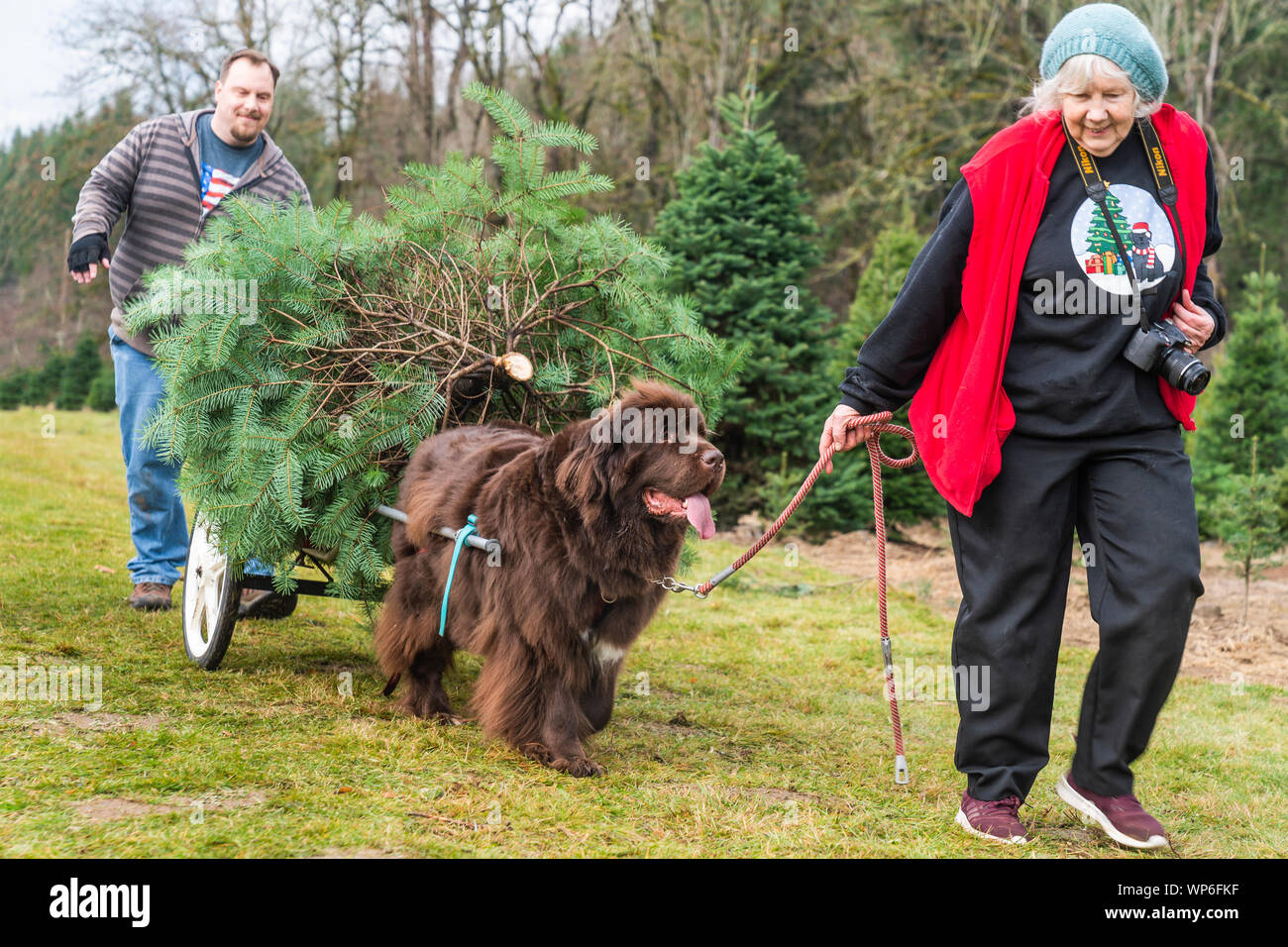 Senior woman leading Newfoundland dog pulling Christmas tree from field. Stock Photo