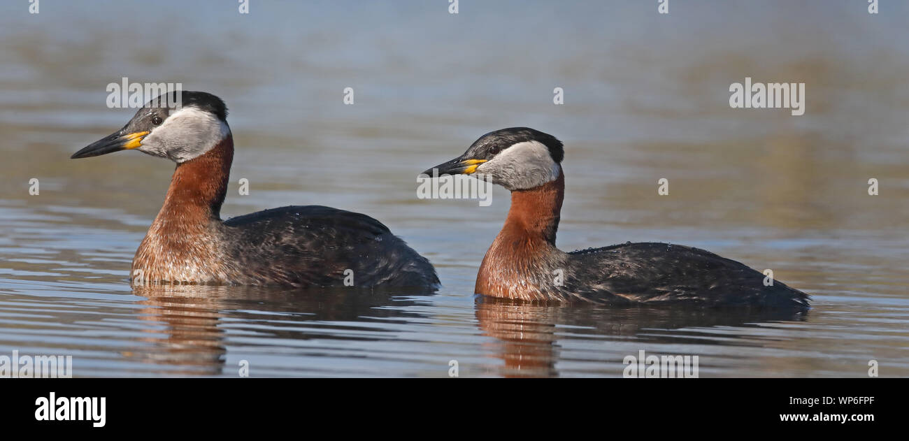 Pair of Red-necked grebe, mating ceremonies Stock Photo