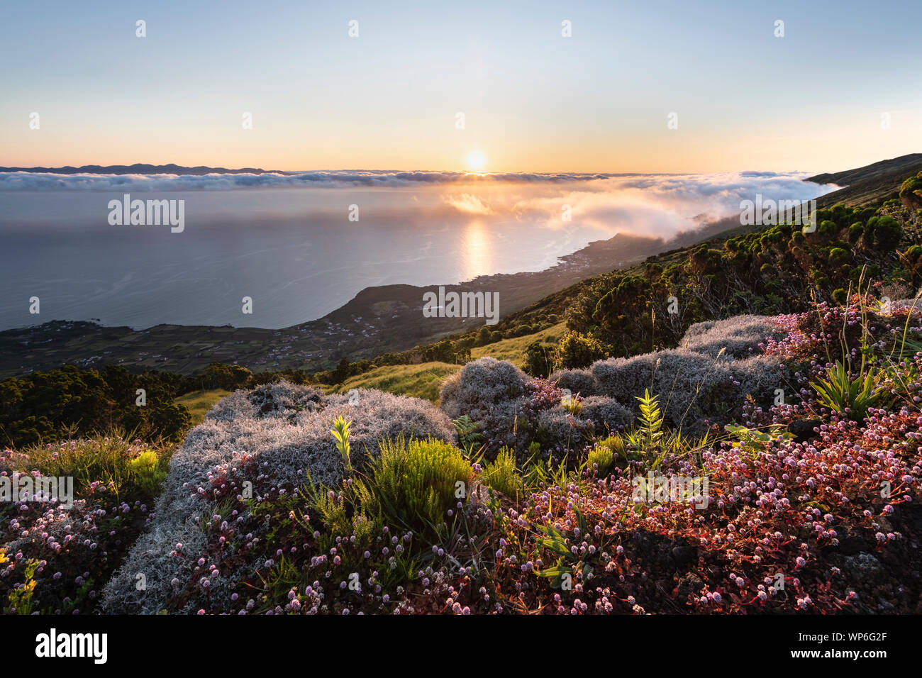 Sunrise landscape at the northeast coast of Pico Island, Ilha do Pico,  with an abundance of pink flowers (Pinkhead smartweed, Persicaria capitata) in Stock Photo
