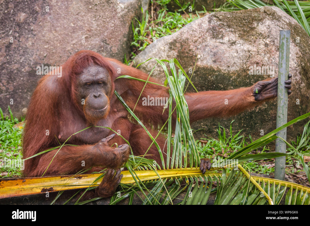 Close up of strong and big Malaysian Borneo Orangutan (orang-utan) in natural environment. Orangutans are among the most intelligent primates. Stock Photo