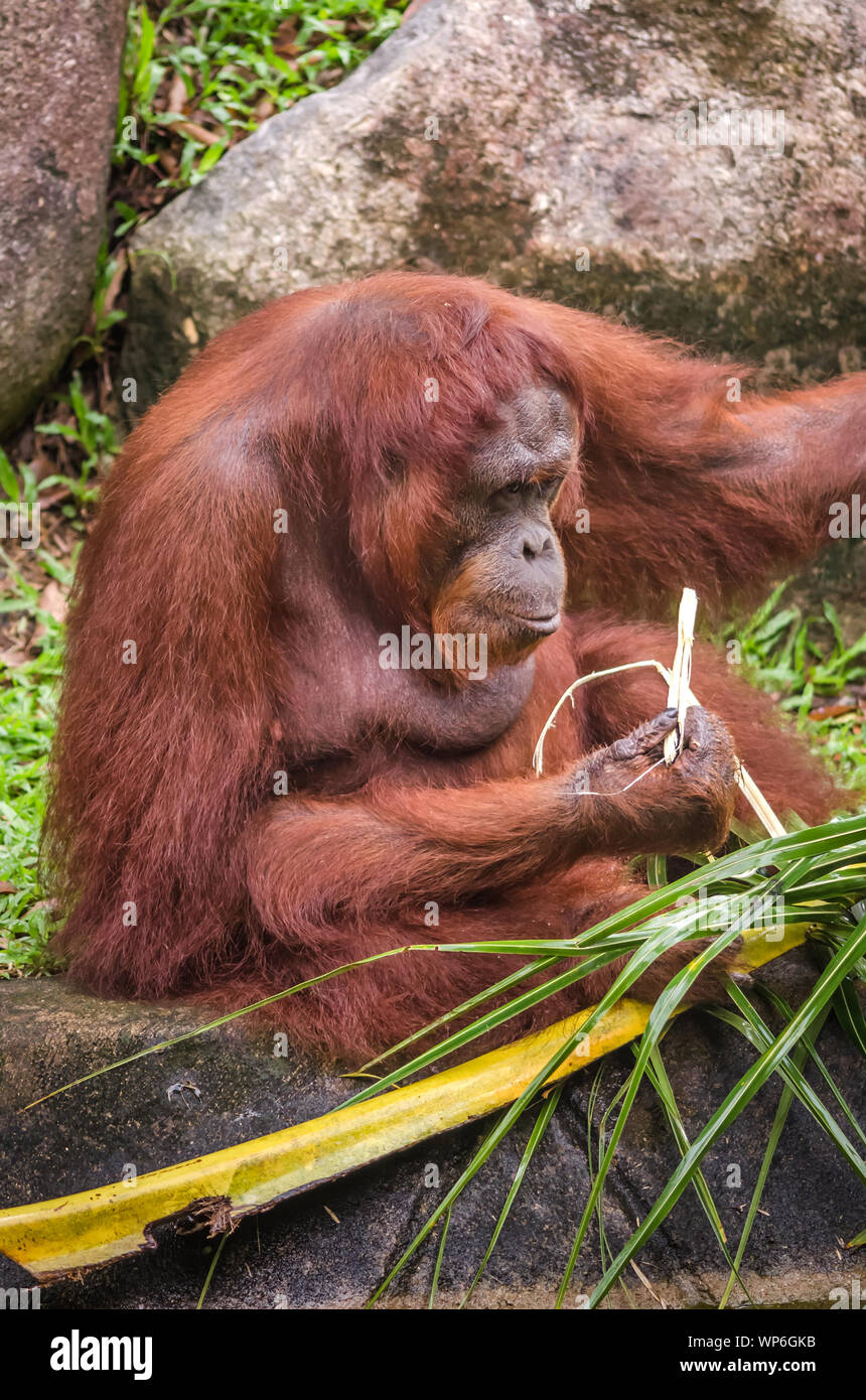 Close up of strong and big Malaysian Borneo Orangutan (orang-utan) in natural environment. Orangutans are among the most intelligent primates. Stock Photo