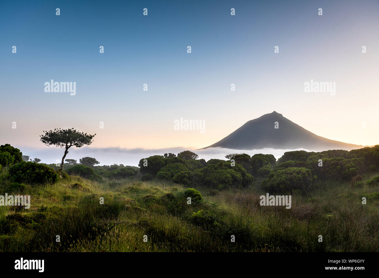 A lonely tree at the central plateau plain of Achada after sunset with fog mist and Mount Pico, also named Ponta do Pico, Portugal highest peak mounta Stock Photo