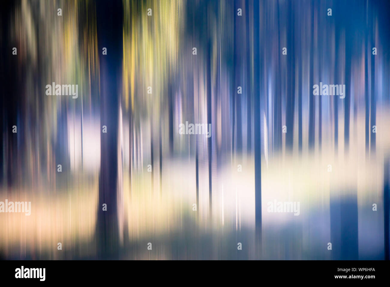 Blurry mysterious trees in the woods , landscape dreamlike detail Stock Photo