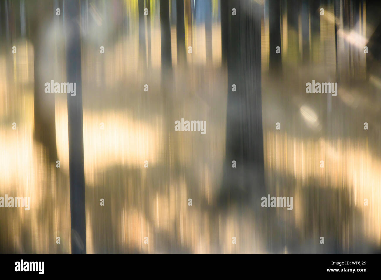 Blurry trees in the park , sunny landscape dreamlike detail Stock Photo