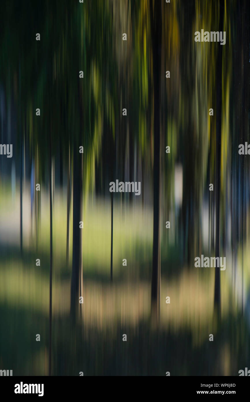 Blurry destorted trees in the park , landscape dreamlike detail Stock Photo